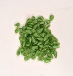 Crafting, Jewellery Making, Pear Shaped Green Moonstones 50g