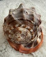 Large Brown & Orange Natural Unpolished Conch Shell Collectable Specimen