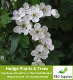 Hawthorn Hedge Plants native bare root hedging quickthorn - choose from 8 sizes!