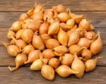 Autumn Planting Onion Sets YELLOW WINTER, 80, 100, 200, 300. Top quality Sets
