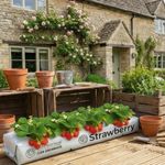 Strawberry Growing Kit With Growbag, 8/16/24/32 Plants & Fertiliser Strawberries