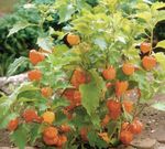 Chinese Lantern"Physalis Alkekengi" x 6 PLUG PLANTS PREORDER