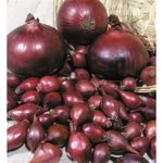 Onion  Sets  RED BARON, Spring Planting. Plant now.