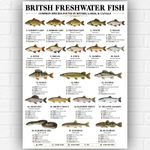 British Freshwater Fish Poster A3 | UK Fish Identification Chart | Angling Guide