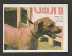Dogs - Spanish Trade Trading card circa 1985 #138 Rhodesian Ridgeback