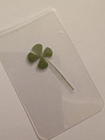 Real Genuine Four Leaf Clover good luck gift Laminated 4 Leaf Clover