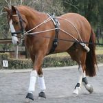 HM Horse Pessoa Lunging Training Aid System Lunge Equipment for Pony Cob Horse