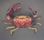 Freshwater Crab Taxidermy - (Multiple options available)