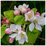 100 Crab Apple Trees 40-60cm Native Malus Hedging,Make your own Cider & Jelly