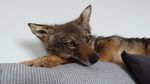 Taxidermy Soft Mount WEIGHTED coyote Semi Poseable