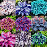 100 Mixed Hosta Plant Seeds Hosta Plantaginea Garden Flowers Perennials