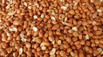 Wild Bird Whole Peanuts - Aflatoxin Tested, Premium Grade Seed Food Bulk Kg G