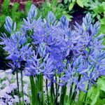 15 Camassia Esculenta Quamash Bulbs Gardens Perennials Flowers Blue Plants ⭐⭐⭐⭐⭐
