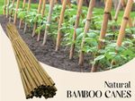 2ft 6ft 7ft 8ft Large Bamboo Canes Strong Thick Pole Plant Support Stick Trellis
