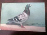 Racing Pigeon Postcard of the LANCASHIRE COMBINE WINNER FROM NANTES 1907
