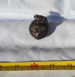 Netsuke. Two toads on container. Ironwood. 1.5in (4cm) long.