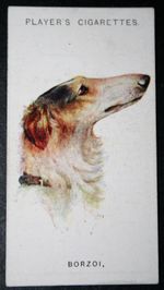 BORZOI  Russian Wolfhound  Vintage 1929 Dog Portrait Card  BF27MS