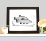 TENCH Art Drawing Print MOUNTED Picture Present For Tench Angler Fisherman 