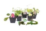 Lincolnshire Pond Plants Frog Pack potted - FFPL02