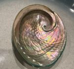Abalone Shell Seashell Jewellery Arts Crafts Smudge Kits Iridescent Pearl 8-10CM