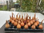 Hative de Niort show shallot  bulbs x10