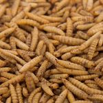 Dried Calciworms Refill Bag 5ltr,10ltr - Wild Bird Food, Mealworm Replacement