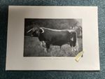 Longhorn Bull  “ Eastwell Eagle” ,  Antique print