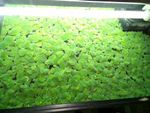 50 X Water Lettuce! Best freshwater aquarium floating plants! Pistia stratiotes!