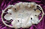 Vintage Art Nouveau Brass Serving Plate French Origin