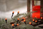 Red berry Christmas fairy 100 LED decorative string lights XMAS outdoor indoor