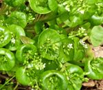 Herb Claytonia - Winter Purslane  - 500x Seeds