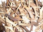 1KG. MIX OF SCOTTISH ROE DEER ANTLERS more than 15cm.