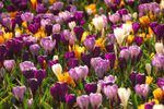1-100 CROCUS MIXED BULBS/CORMS HARDY PERENNIAL GARDEN SPRING FLOWERING PLANT