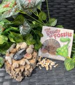 Fossil Box! Lots of fossils and fossil book to explain what you find!