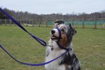 Figure of 8 dog head collar lead, soft web fabric, best quality 4 mts with clip