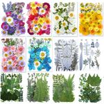 Nature Dried Pressed Flowers Leaves Crafts for DIY Jewelry Earrings Making Decor