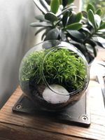 Live Moss Terrarium With Round Glass Sphere • DIY Terrarium Kit • Mossarium