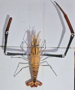 --MONSTER River Prawn Taxidermy--