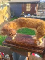 Vintage Taxidermy Stoat Mounted On Wooden Base Realistic Ermine Display