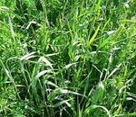 RYE & VETCH TARES  Winter Hardy Green Manure Seed 50g to 25 kg  Bulk , wholesale