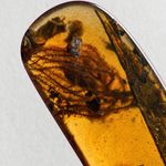ANGIOSPERM FLOWER in Burmese / Burmite amber fossil / 100% genuine