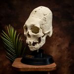 Human Skull Replica Paracas Elongated Skull Stand Taxidermy Oddities Decor
