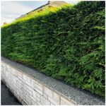 50 Green Leylandii 20-30cm Tall Fast Growing Evergreen Leyland Hedging Plants