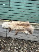 Genuine reindeer hide rugs/throw x4