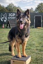 Dog Training Pivot Box/Platform/Place Board/Agility/Obedience/IGP/Dog Sports