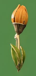 Vintage Tulip Brooch, Gold Tone, Enamel