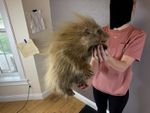 Baby Porcupine Taxidermy Mount Wild Idaho Rustic Decor Standing Mount Juvenile