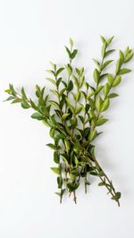 Fresh Privet Cuttings – 20 Stems (200+ Leaves) | Stick Insect & Leaf Insect Food