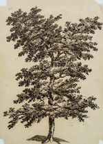 C. Graimberg (*1774), portrait of a deciduous tree probably Oak, Feather Classicism