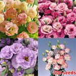 Lotus Flower Seeds Nelumbo nucifera Aquatic Water Lily Sacred Plant Pond Seeds++